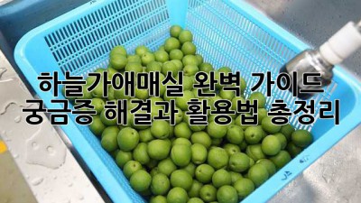 하늘가애매실 완벽 가이드: 궁금증 해결과 활용법 총정리